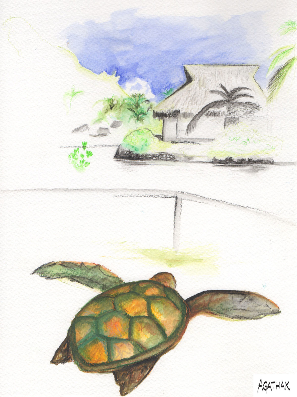 Tortue verte