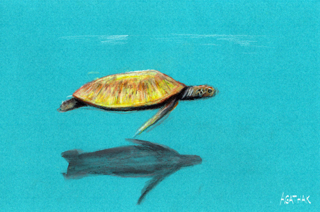 tortue-bleue