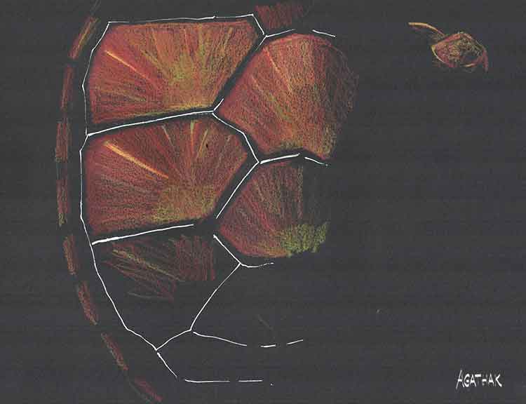 ecailletortue