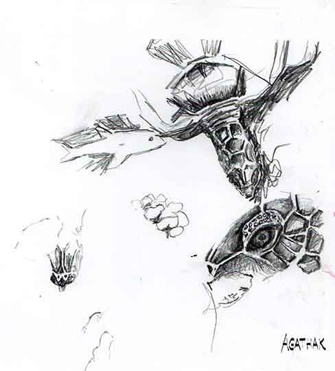 tortue-sous-l'eau